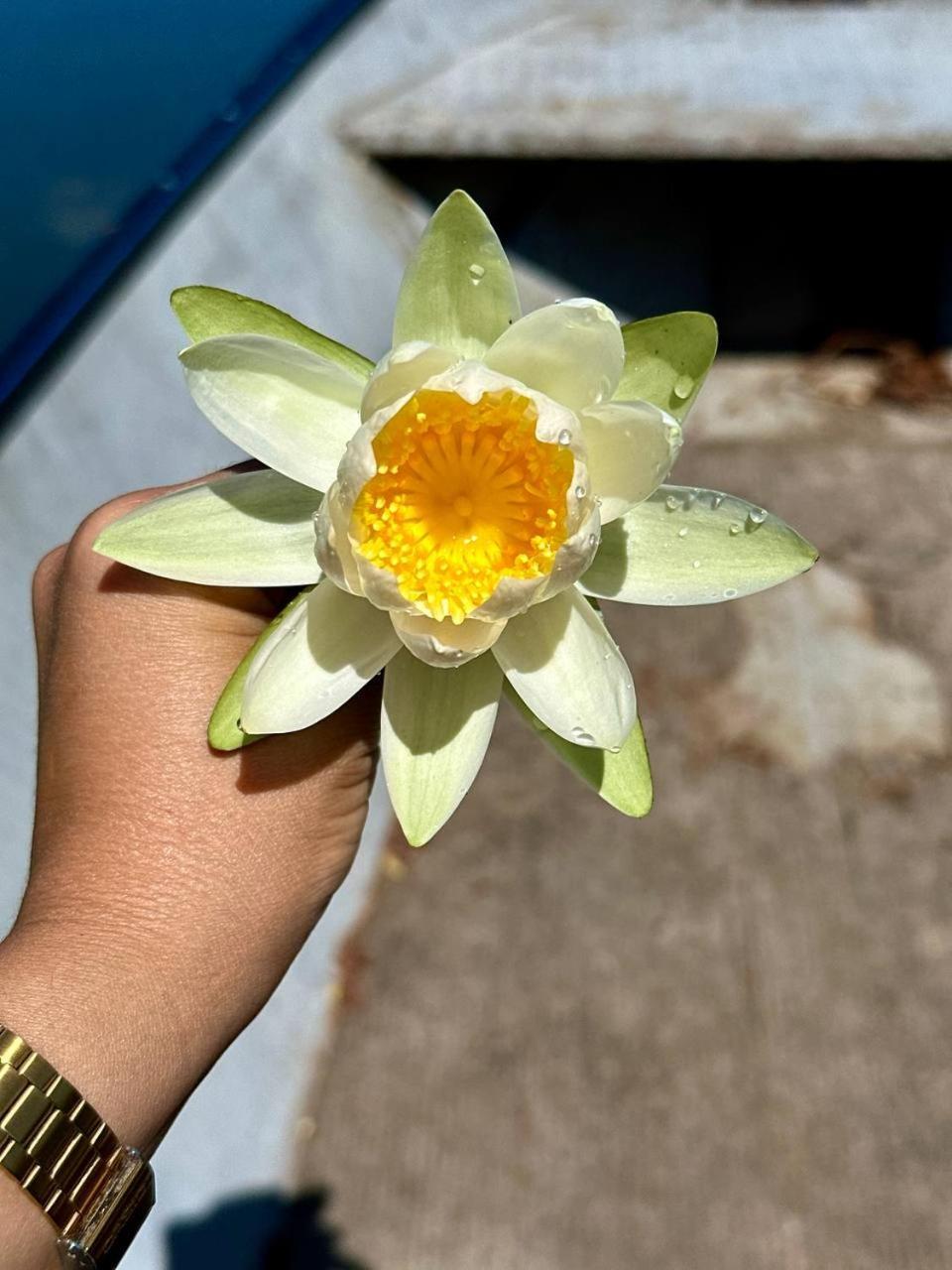 Pensjonat Lotus House Dodosi Zewnętrze zdjęcie