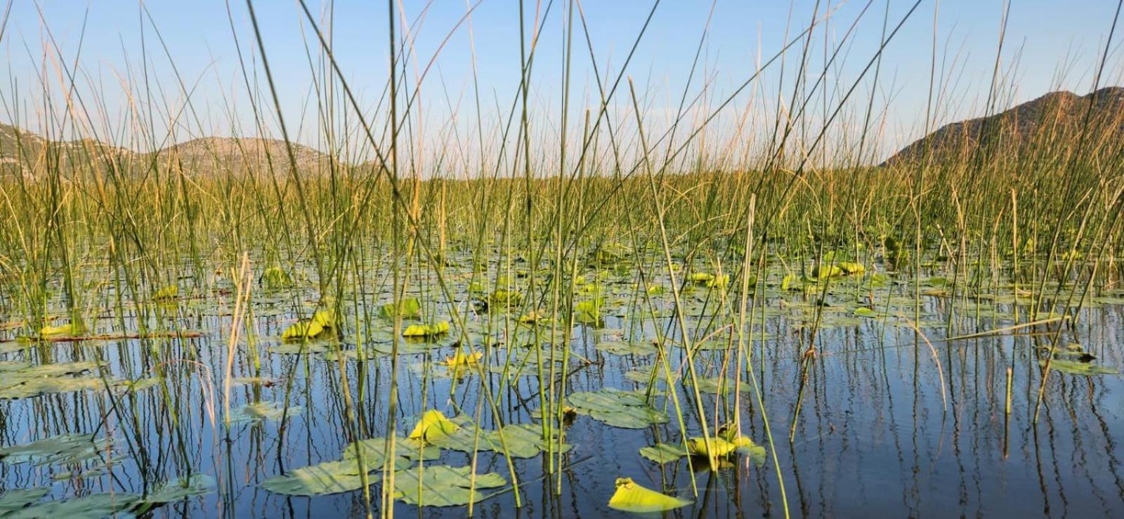 Pensjonat Lotus House Dodosi Zewnętrze zdjęcie